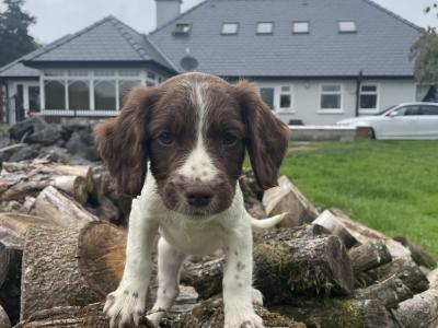 Beautiful Litter of PB Springer Spaniel pups in Galway