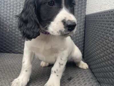 Beautiful Litter of PB Springer Spaniel pups in Galway