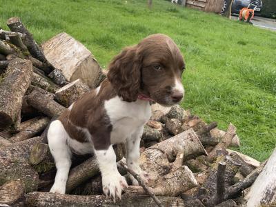 Beautiful Litter of PB Springer Spaniel pups in Galway