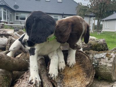 Beautiful Litter of PB Springer Spaniel pups in Galway