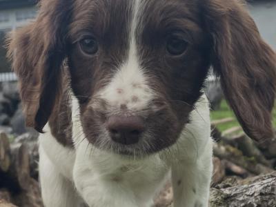 Beautiful Litter of PB Springer Spaniel pups in Galway