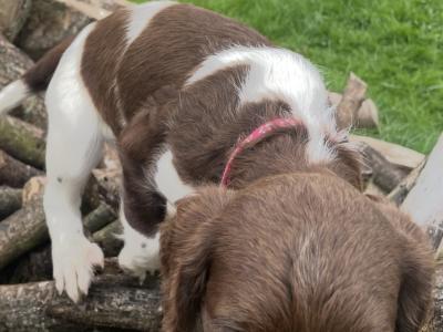 Beautiful Litter of PB Springer Spaniel pups in Galway