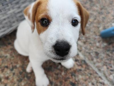 ONE MALE LEFT   Parson Russell Terrier puppies for sale in Kildare