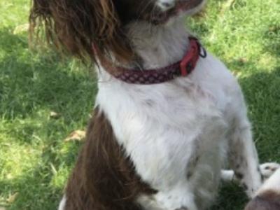 Beautiful Litter of PB Springer Spaniel pups in Galway