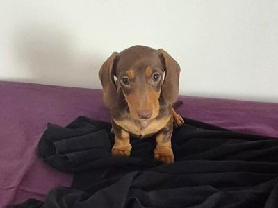 Miniature Dachshund puppies in Mayo