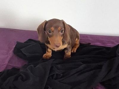 Miniature Dachshund puppies in Mayo