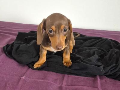 Miniature Dachshund puppies in Mayo