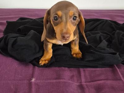 Miniature Dachshund puppies in Mayo