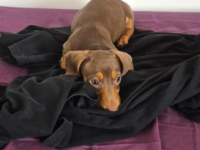 Miniature Dachshund puppies in Mayo