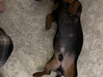 Adult male Dachshund in Waterford looking for a new home