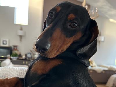 Adult male Dachshund in Waterford looking for a new home