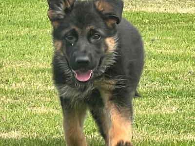 Quality Short Coat German Shepherd pups in Waterford