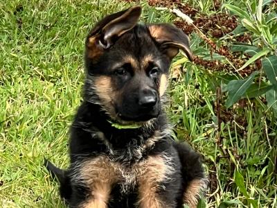 Quality Short Coat German Shepherd pups in Waterford