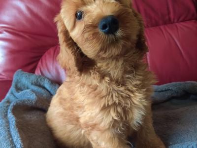 Cockapoo puppies for sale in Tipperary