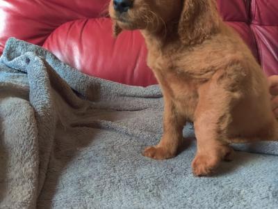 Cockapoo puppies for sale in Tipperary