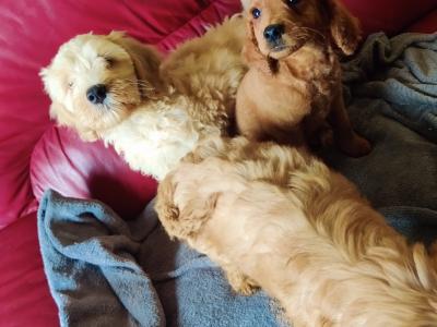 Cockapoo puppies for sale in Tipperary