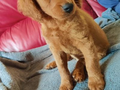 Cockapoo puppies for sale in Tipperary