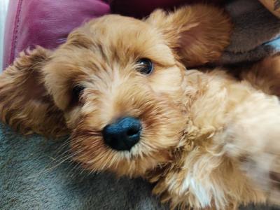 Cockapoo puppies for sale in Tipperary