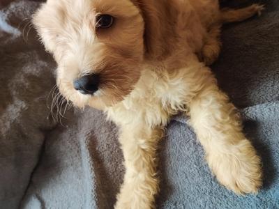 Cockapoo puppies for sale in Tipperary