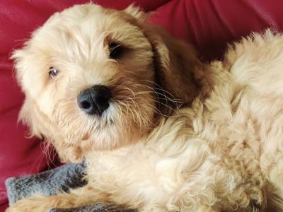 Cockapoo puppies for sale in Tipperary