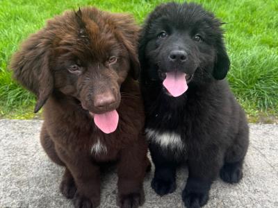 IKC Registered Newfoundland puppies in Monaghan