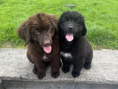 IKC Registered Newfoundland puppies in Monaghan