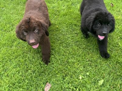 IKC Registered Newfoundland puppies in Monaghan