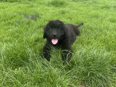 IKC Registered Newfoundland puppies in Monaghan