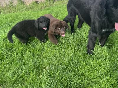 IKC Registered Newfoundland puppies in Monaghan