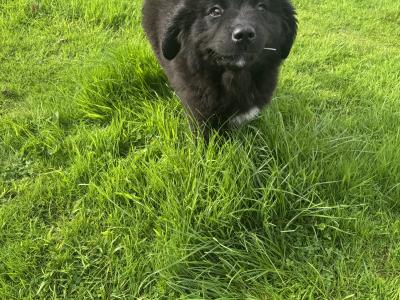 IKC Registered Newfoundland puppies in Monaghan
