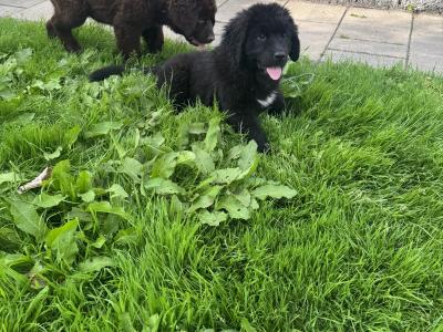 IKC Registered Newfoundland puppies in Monaghan