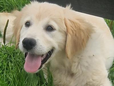 1 female Golden Retriever puppy  ikc registered