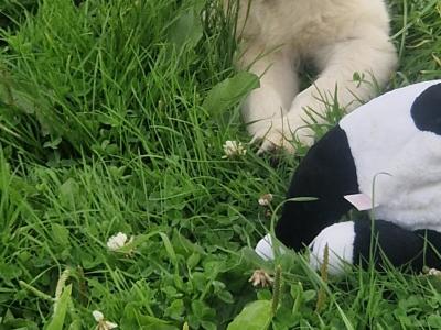 1 female Golden Retriever puppy  ikc registered