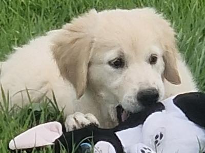 1 female Golden Retriever puppy  ikc registered