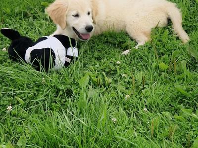 1 female Golden Retriever puppy  ikc registered