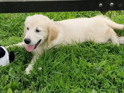 1 female Golden Retriever puppy  ikc registered
