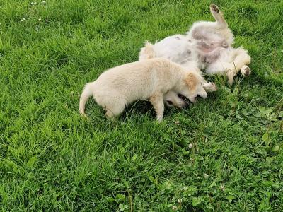1 female Golden Retriever puppy  ikc registered