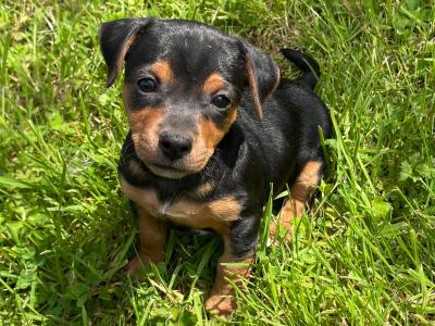 Purebred Black and Tan Jack Russell puppies in Limerick