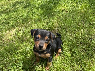 Purebred Black and Tan Jack Russell puppies in Limerick