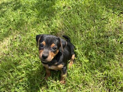 Purebred Black and Tan Jack Russell puppies in Limerick