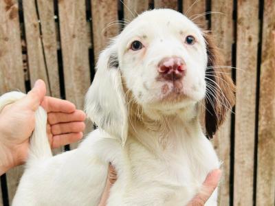 Springer Cross Llewellyn puppies in Laois