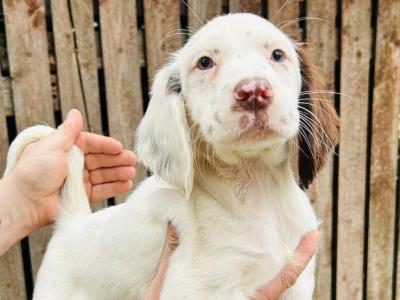 Springer Spaniel x Llewellyn puppies in Laois