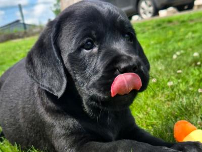 Purebred Labrador puppies in Tipperary
