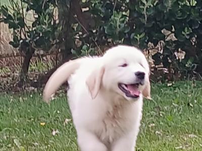 IKC Registered Golden Retriever puppies in Waterford - health tested