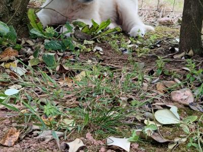 IKC Registered Golden Retriever puppies in Waterford - health tested