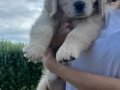 IKC Registered Golden Retriever puppies in Waterford - health tested