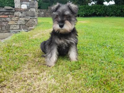 IKC Registered Schnauzer puppies in Wexford