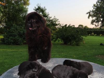 Exceptional Pedigree Newfoundland puppies in Westmeath- ready from August 2nd!🐾