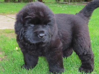 Exceptional Pedigree Newfoundland puppies in Westmeath- ready from August 2nd!🐾