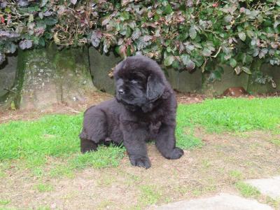 Exceptional Pedigree Newfoundland puppies in Westmeath- ready from August 2nd!🐾